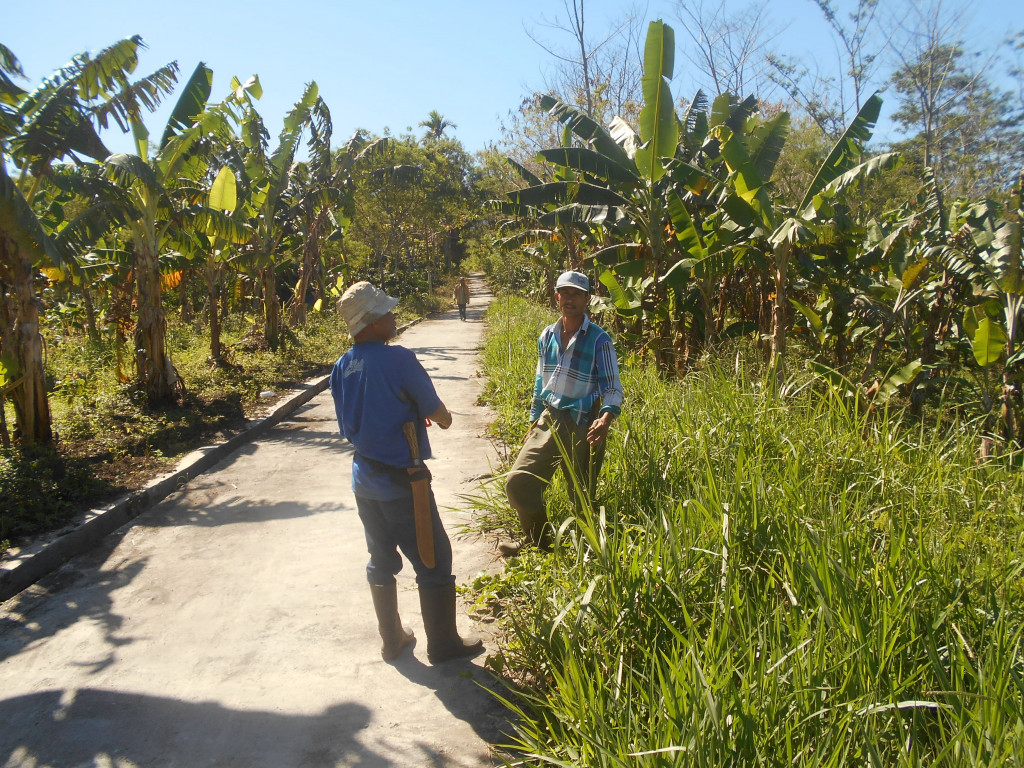 kebun Pisang